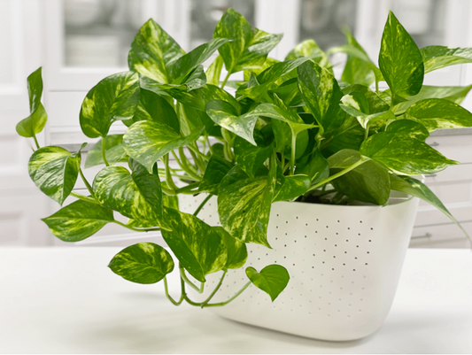 Golden Pothos Plant - Epipremnum Aureum