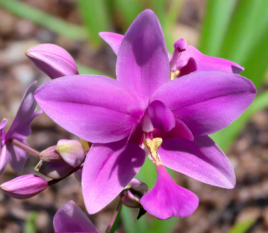 Ground Orchid G02 Flowering Plant - Spathoglottis Plicata