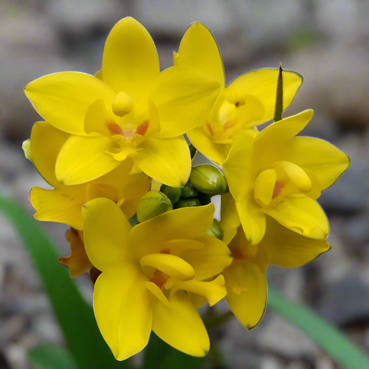 Ground Orchid G041 Flowering Plant - Spathoglottis Plicata