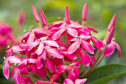 Ixora Pink Flowering Plant - Ixora Coccinea