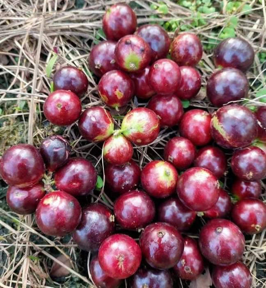 Jaboticaba Acupaulista- Plinia Acu Paulista