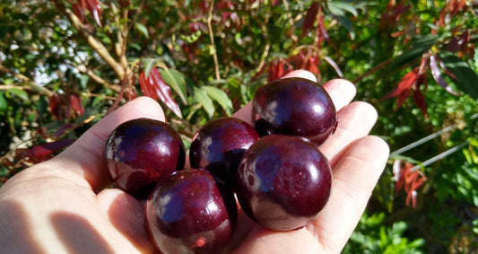Jaboticaba Campo De Ramon Fruit Plant - Plinia SP