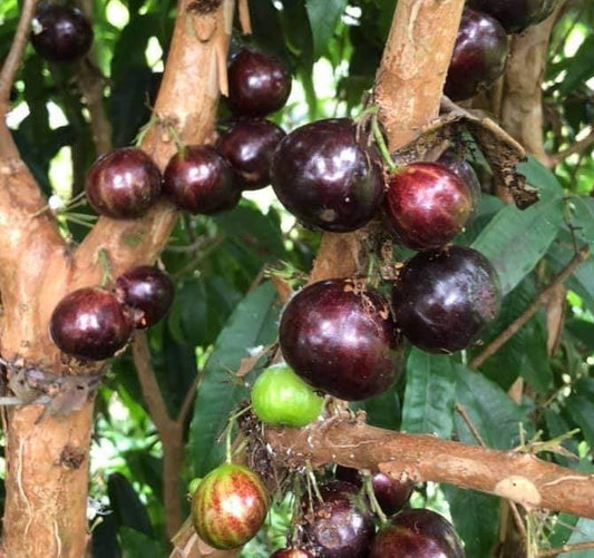 Jaboticaba Giant Red Crystal Fruit Plant - Plinia Phitrantha