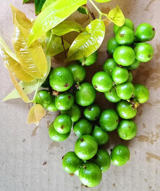 Jaboticaba Green Crystal Fruit Plant -species Plinia Cauliflora