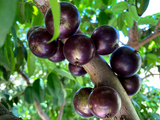 Jaboticaba Grimal Fruit Plant - Plinia sp.