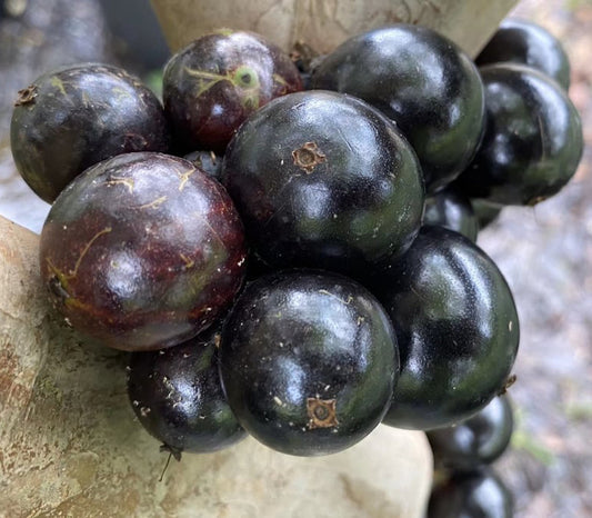 Jaboticaba Oblongata Fruit Plant - Plinia Oblongata