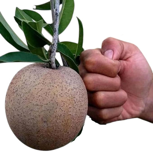 Sapota Thai Jambo Red Fruit Plant - Manilkara zapota