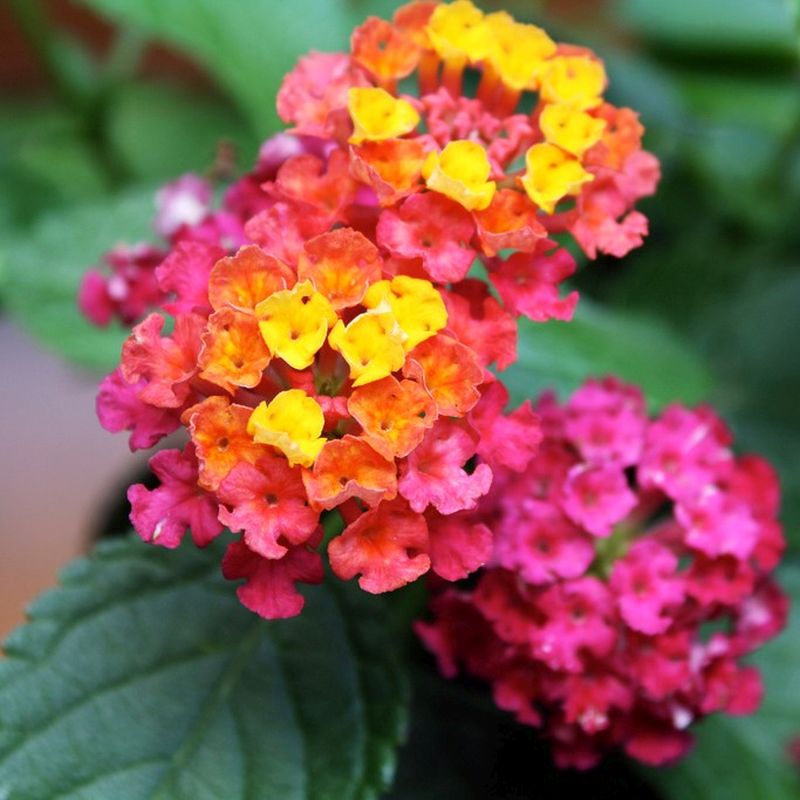 Lantana Irene Flowering Plant - Lantana Camara 'Irene'