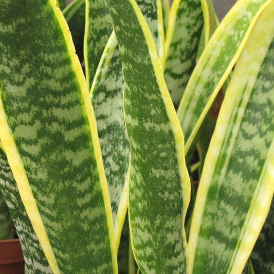 Laurentii Snake Plant - Sansevieria Trifasciata