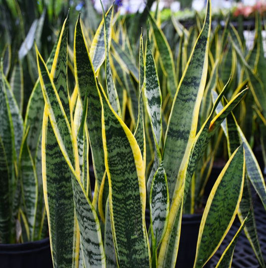Laurentii Superba Snake Plant - Sansevieria Trifasciata