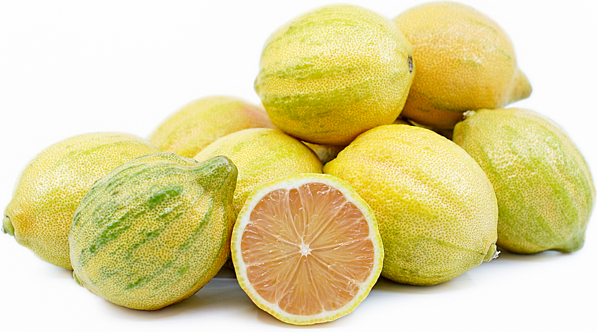 Lemon Variegated