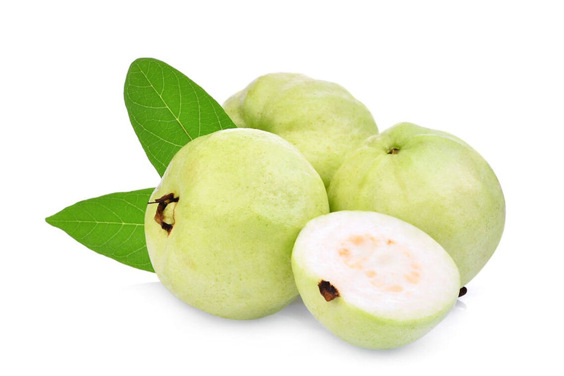 Lucknow 49 Guava Fruit Plant