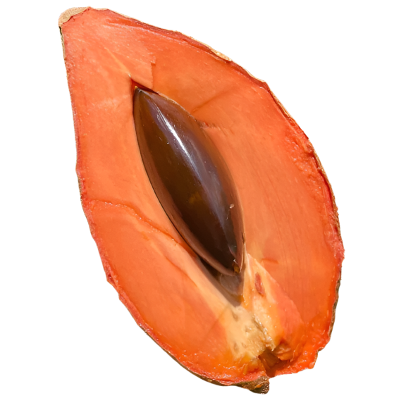 Mamey Sapote Magna Fruit Plants - Pouteria Sapota