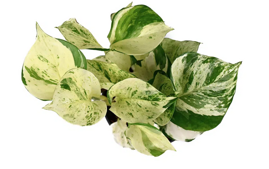 Manjula Pothos Plant - Epipremnum Aureum