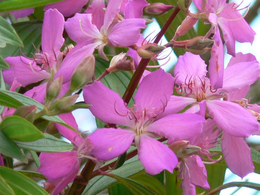 Melastoma Pink Flowering Plant - Melastoma Malabathricum