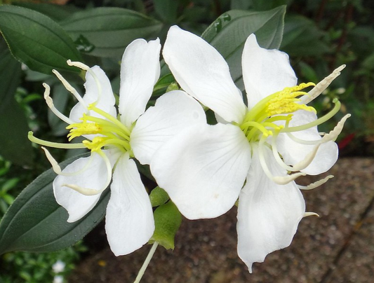 Melastoma White Flowering Plant - Melastoma Malabathricum