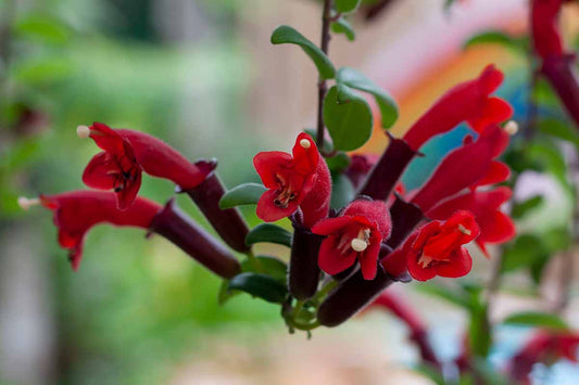 Mona Lisa Red Lipstick Flowering Plant - Aeschynanthus Obconicus