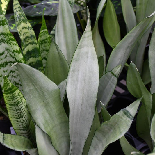 Moonshine Snake Plant - Sansevieria Trifasciata