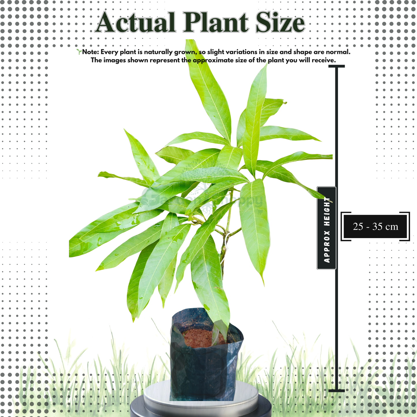 Moovandan Mango Fruit Plant - Mangifera Indica
