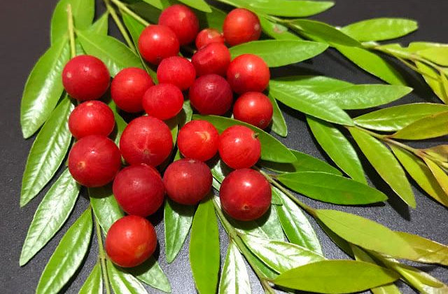 Myrciaria Tenella Fruit Plant