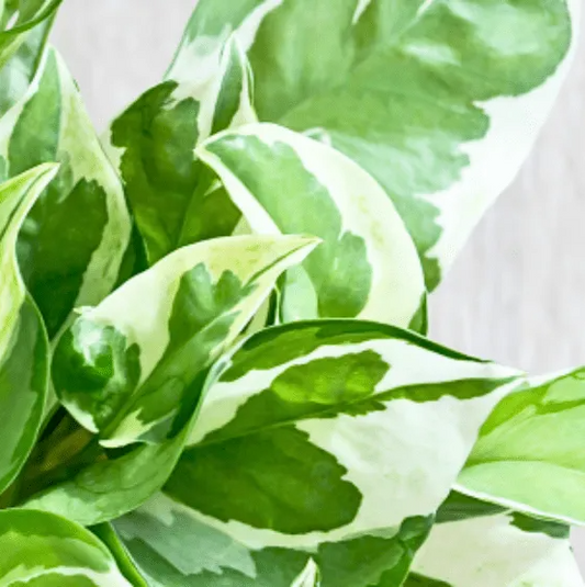 Njoy Pothos Plant - Epipremnum Aureum