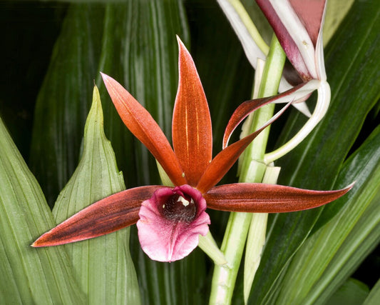Nun's Ground Orchid G054 Flowering Plant - Phaius Grandifolius