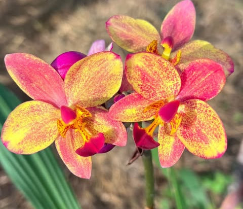 Ground Orchid G056 Flowering Plant - Spathoglottis Plicata