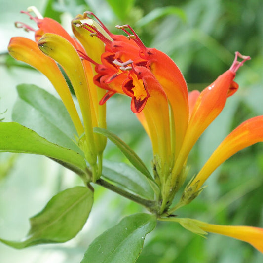Orange Lipstick Flowering Plant - Aeschynanthus xsplendidus