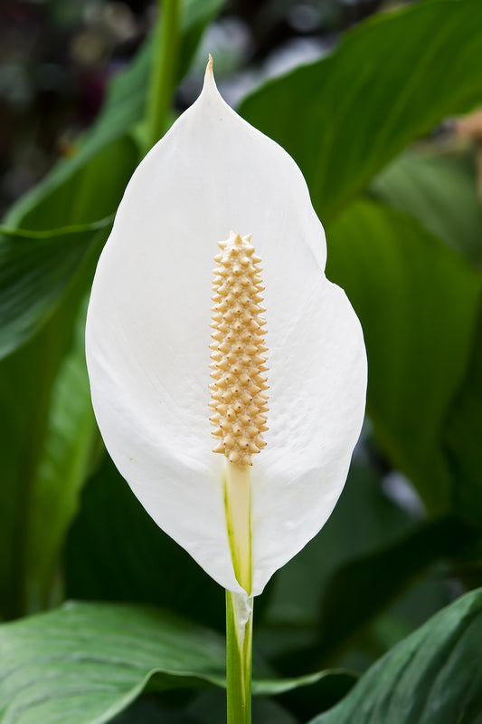 Peace Lilly Flowering Plant - Spathiphyllum Cochlearispathum