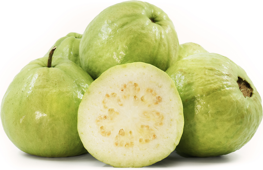 Pearl Guava Fruit Plant