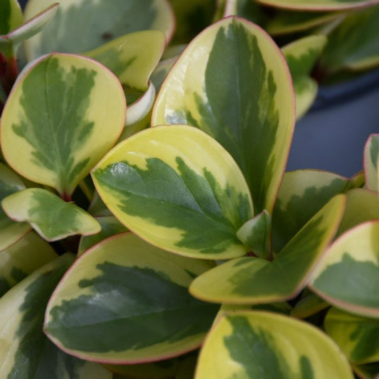 Peperomia Citrus Twist Plant - Peperomia Obtipan
