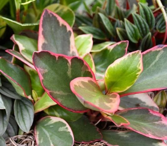 Peperomia Ginny Plant - Peperomia Clusiifolia