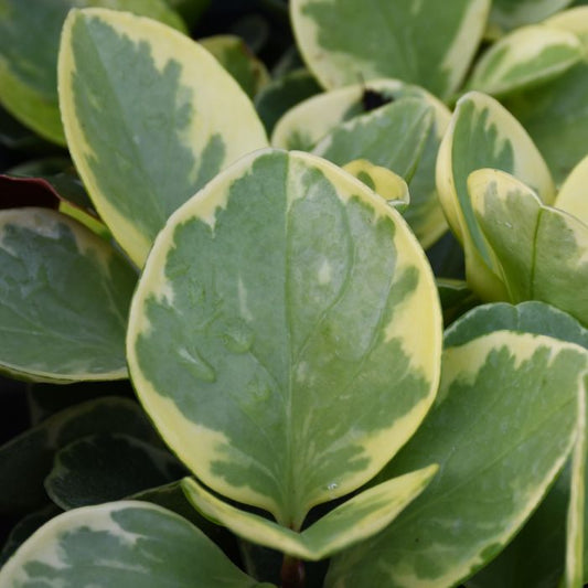 Peperomia Variegated Plant - Peperomia Obtusifolia