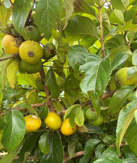 Perfume Guava Fruit Plant - Campomanesia Lineatifolia