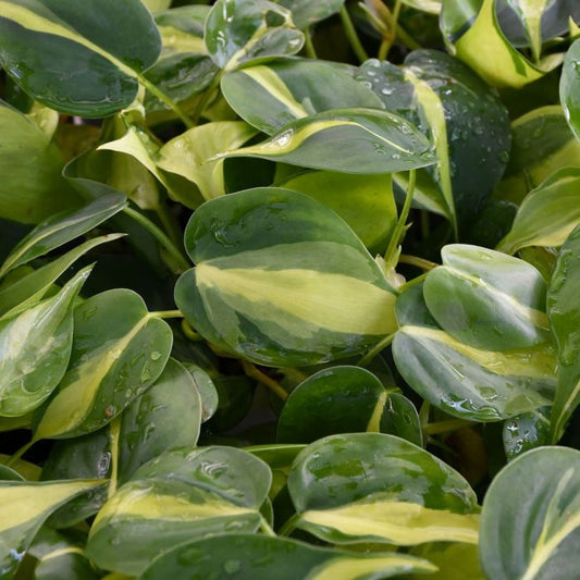 Philodendron Brasil Plant - Philodendron Hederaceum