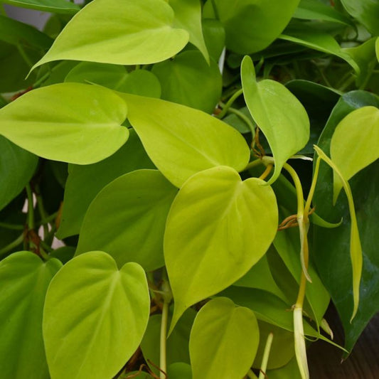 Philodendron Lemon Lime Plant - Philodendron Cordatum