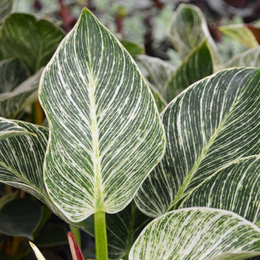 Philodendron White Wave Plant - Philodendron Birkin