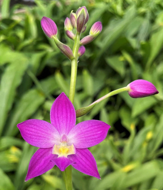 Ground Orchid G051 Flowering Plant - Spathoglottis Plicata
