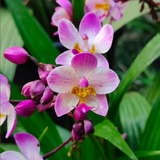 Ground Orchid G057 Flowering Plant - Spathoglottis Plicata
