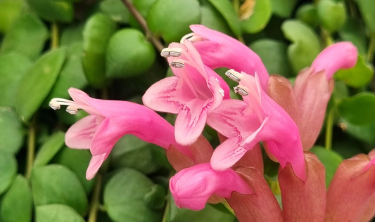 Pink Lipstick Flowering Plant – Aeschynanthus Radicans