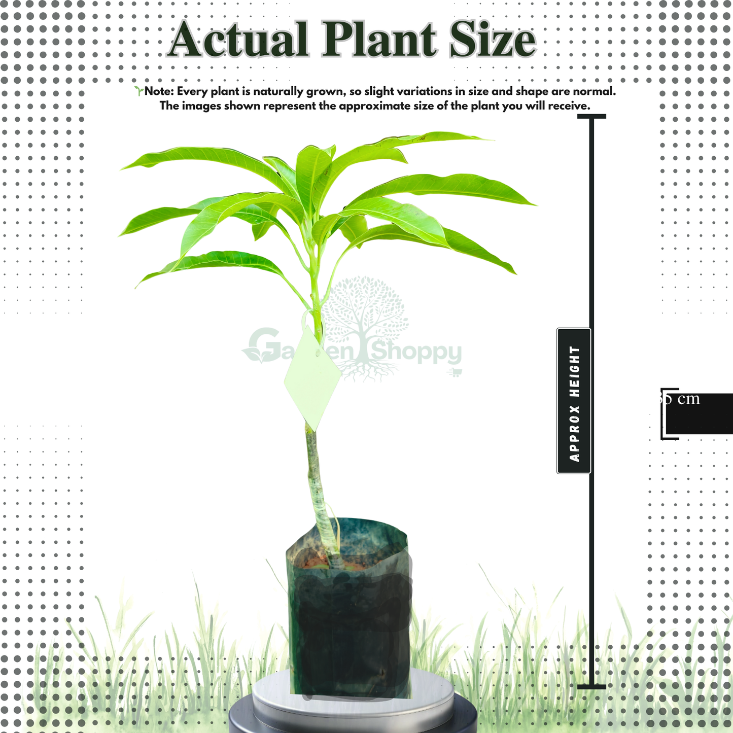 Priyoor Mango Fruit Plant - Mangifera Indica