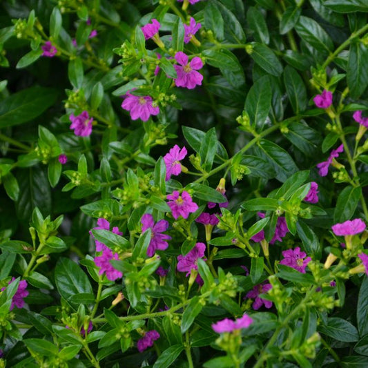 Purple Cuphea Flowering Plant - Cuphea Hyssopifolia