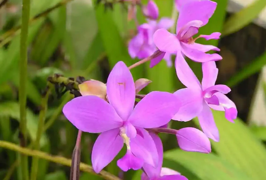 Ground Orchid G01 Flowering Plant - Spathoglottis Plicata