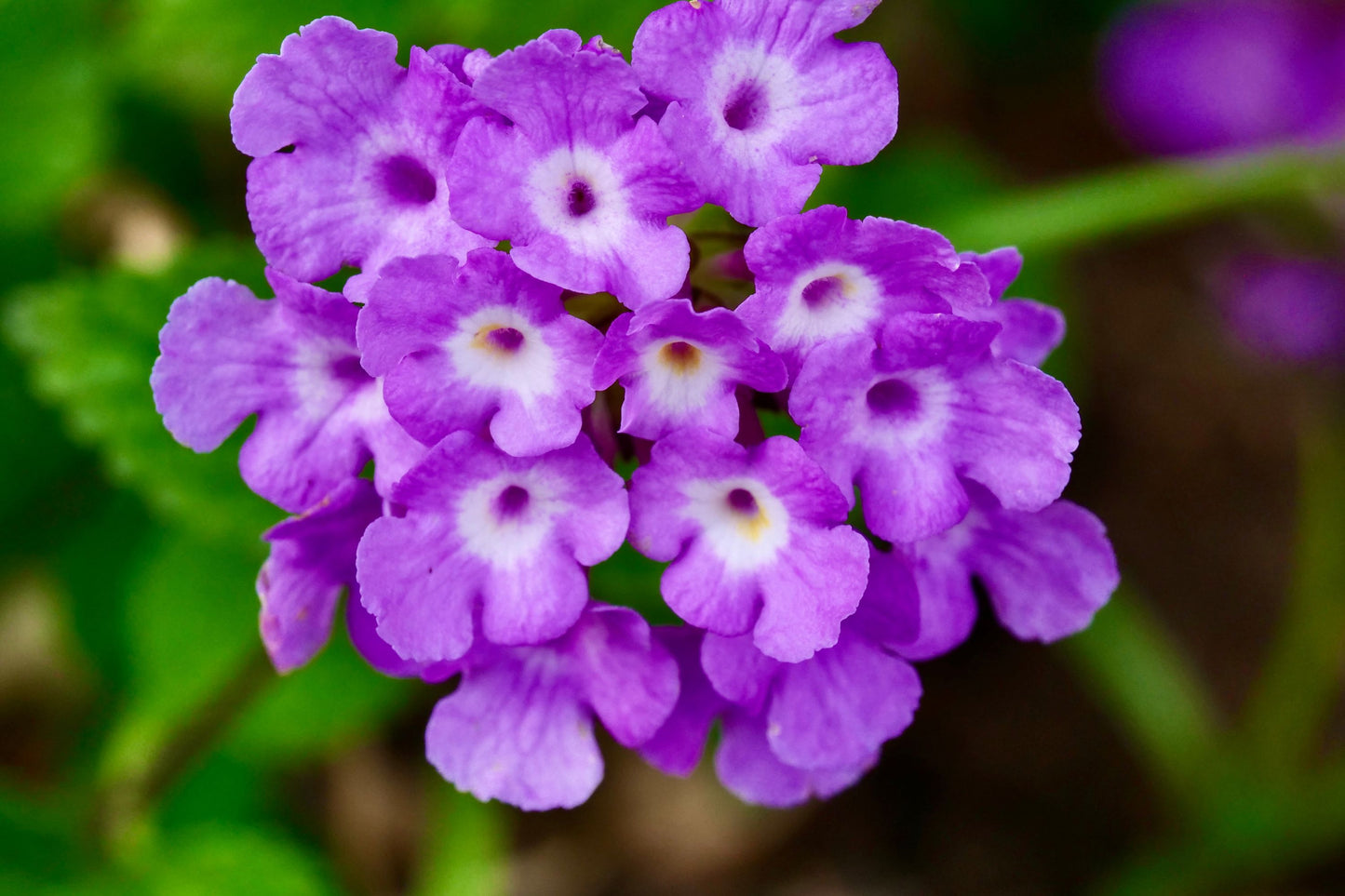 Purple Lantana Flowering Plant - Lantana Montevidensis