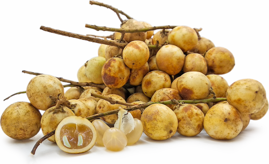 Rambai White Fruit Plant - Baccaurea Motleyana