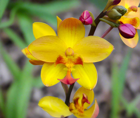Ground Orchid G059 Flowering Plant - Spathoglottis Plicata