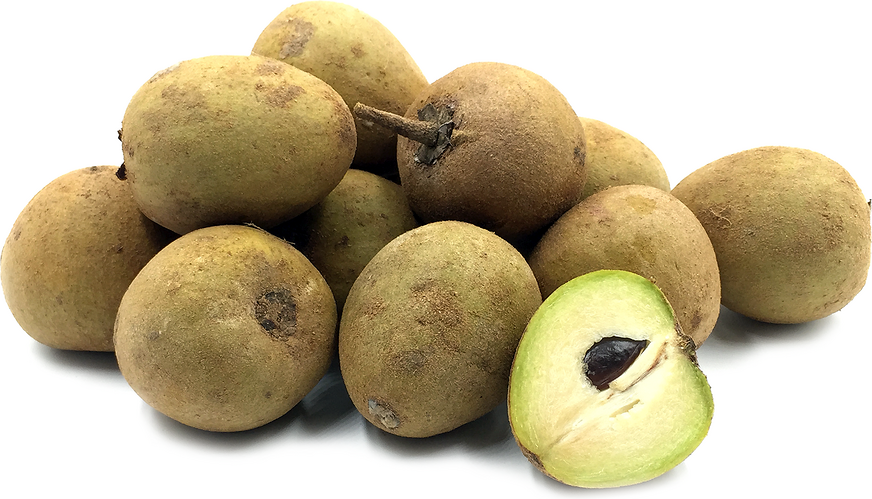 Cricket Ball Sapota Fruit Plant - Manilkara zapota