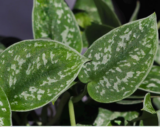 Satin / Silver  Pothos Plant - Epipremnum Aureum