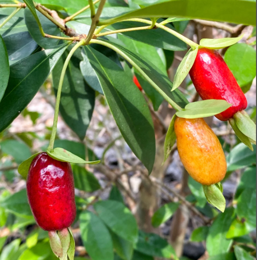 Savana Cherry Fruit Plant