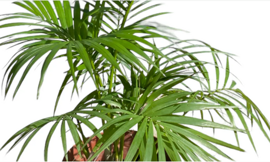 Sayagra Palm Plant - Syagrus Romanzoffiana